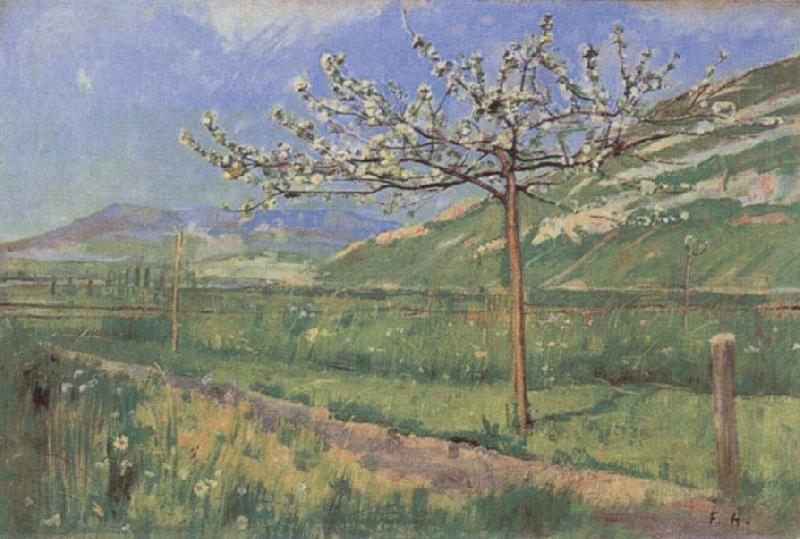 Ferdinand Hodler Apple tree in Blossom France oil painting art